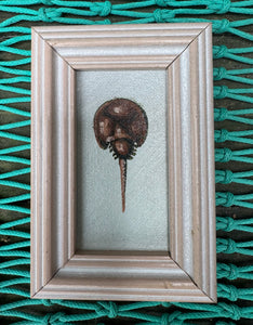 John Young- horseshoe crab mini art- cf